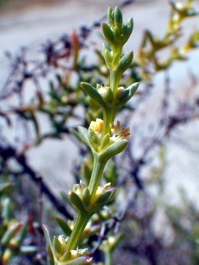 Salsola e Suaeda